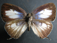 Adult Female Upper of White Oak-blue - Arhopala wildei wildei